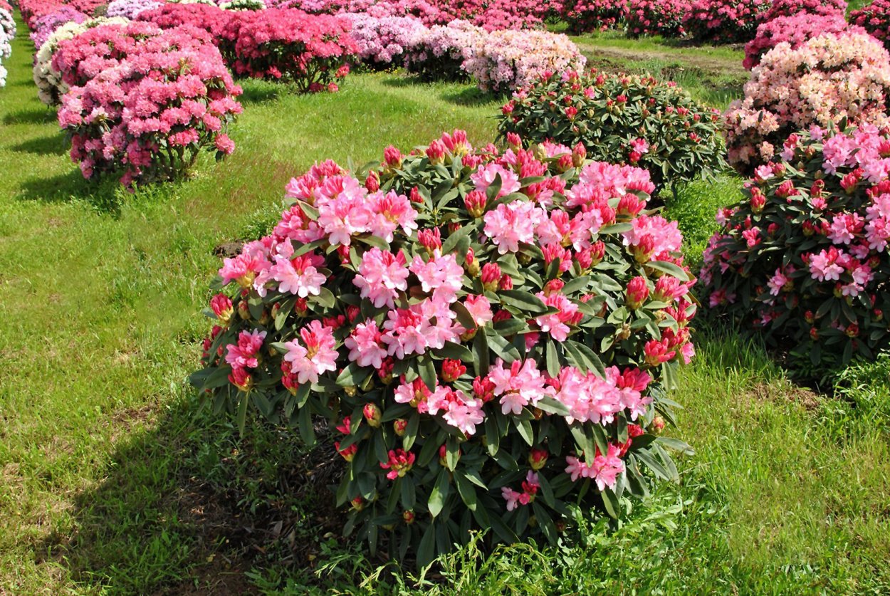 Азалия рододендрон садовый