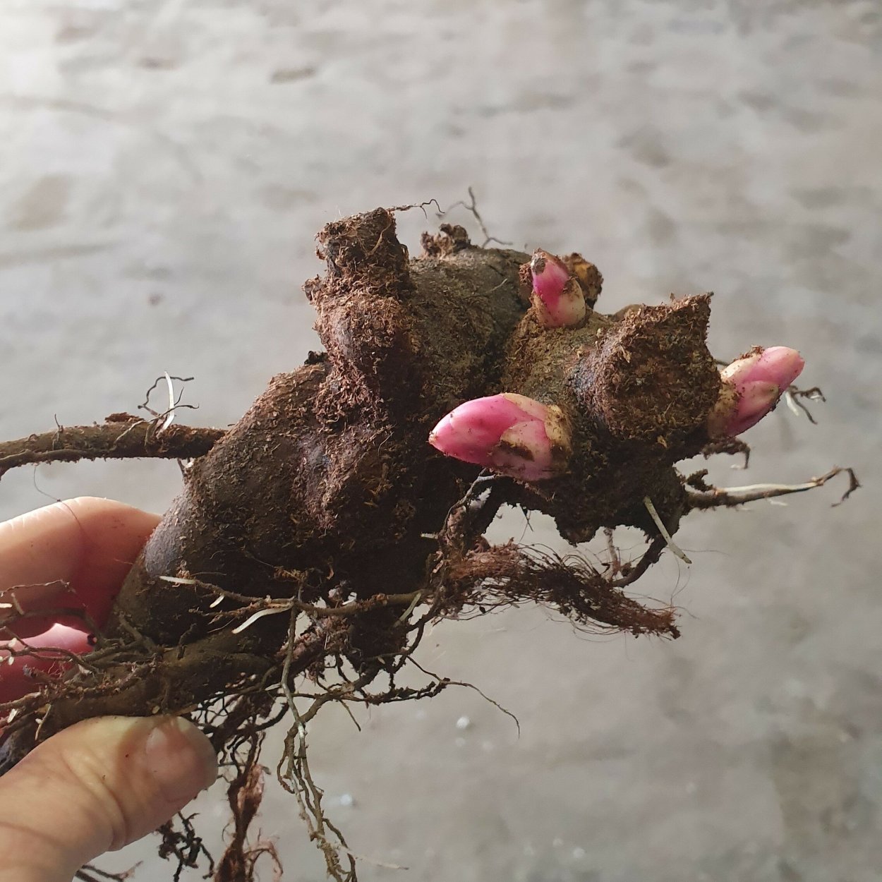 Корневище пиона 3 5 почек Плантмаркет