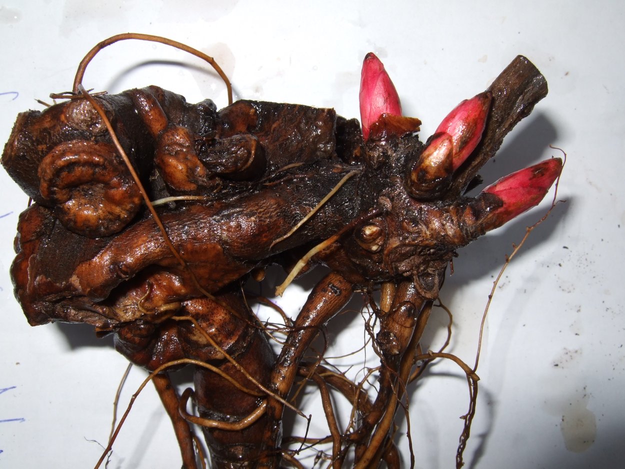 Корневище Ито пионов