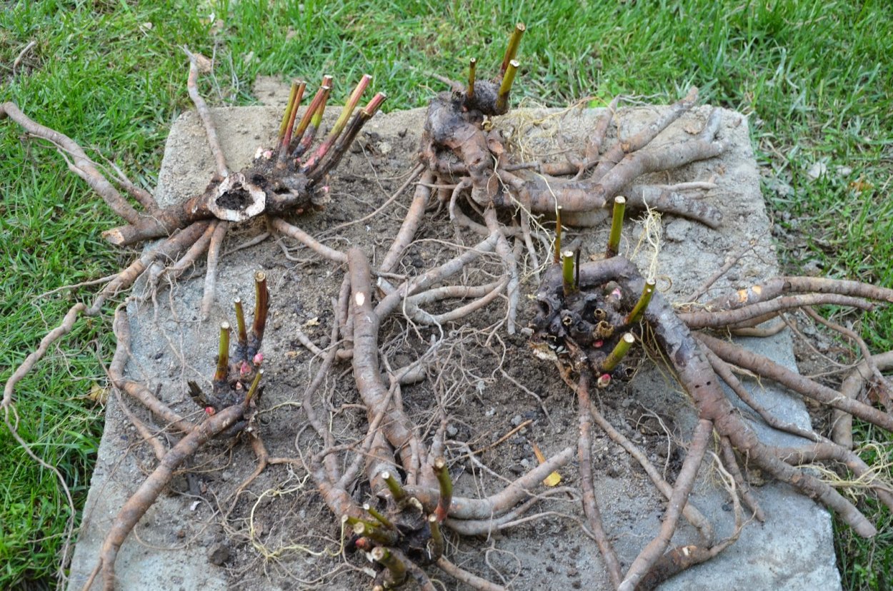 Корень древовидного пиона