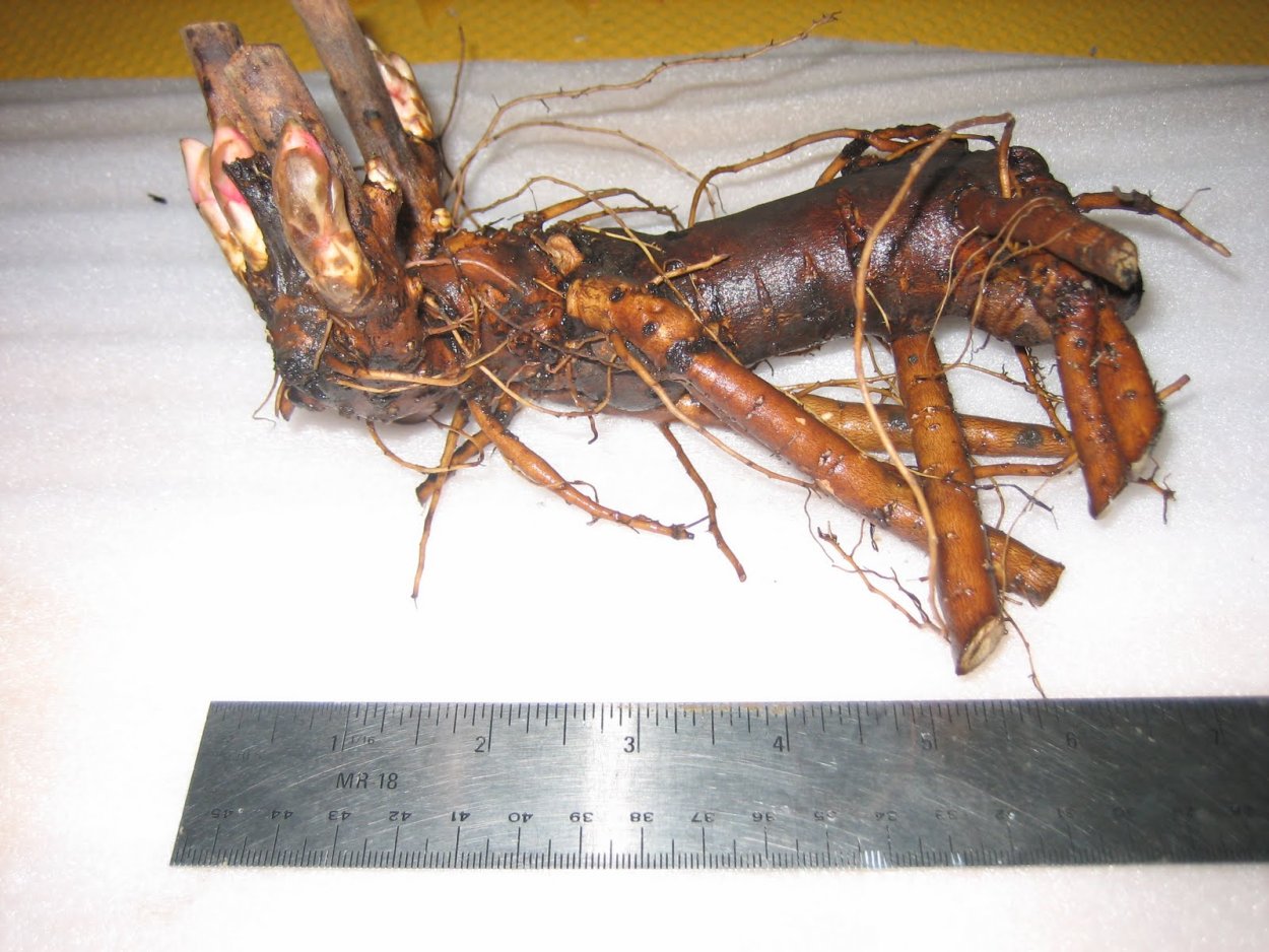 Корни пионов Деленка