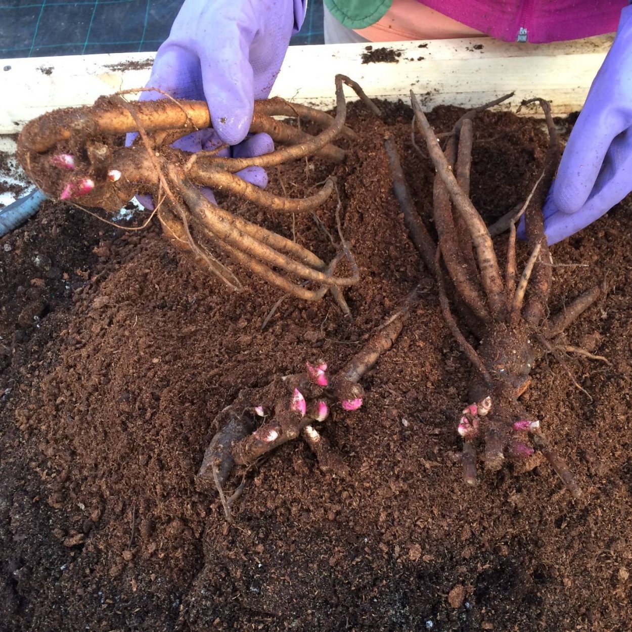 Деленка травянистого пиона