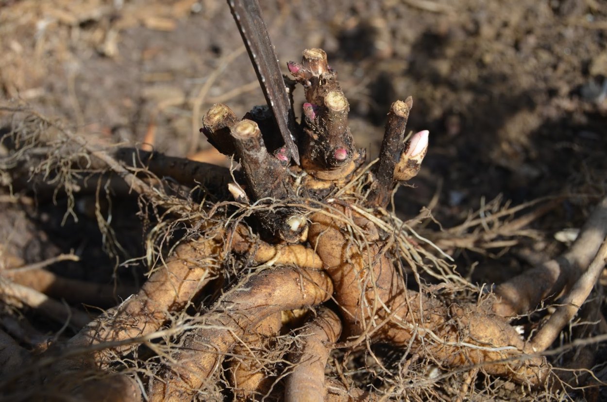 Древовидный пион клубень