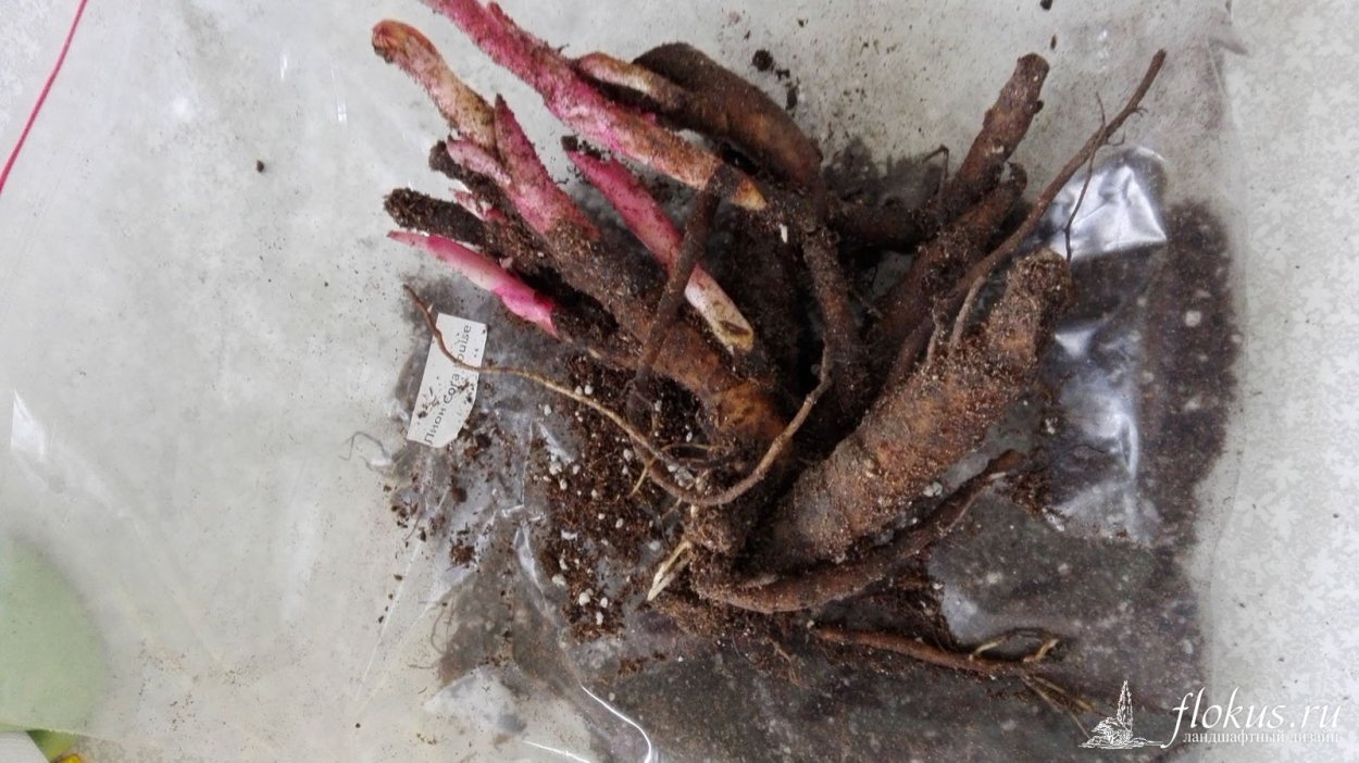 Корень пиона для рассады