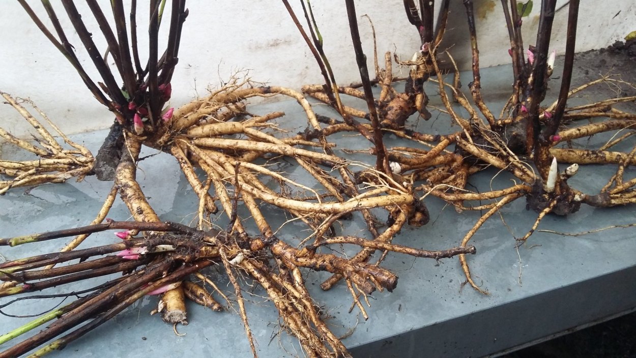 Корень древовидного пиона