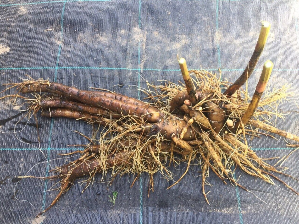 Пион корень