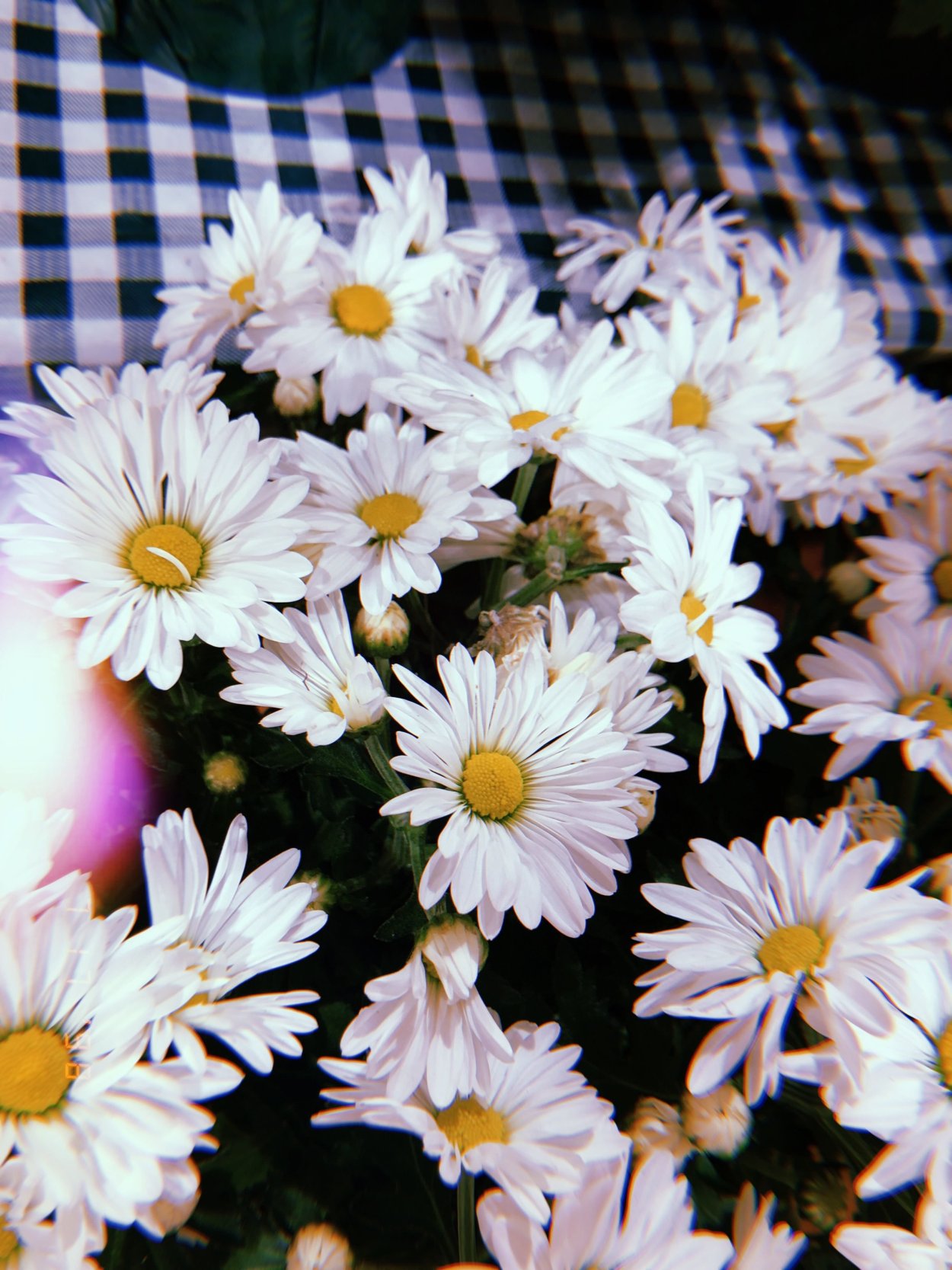 Розовые ромашки Эстетика