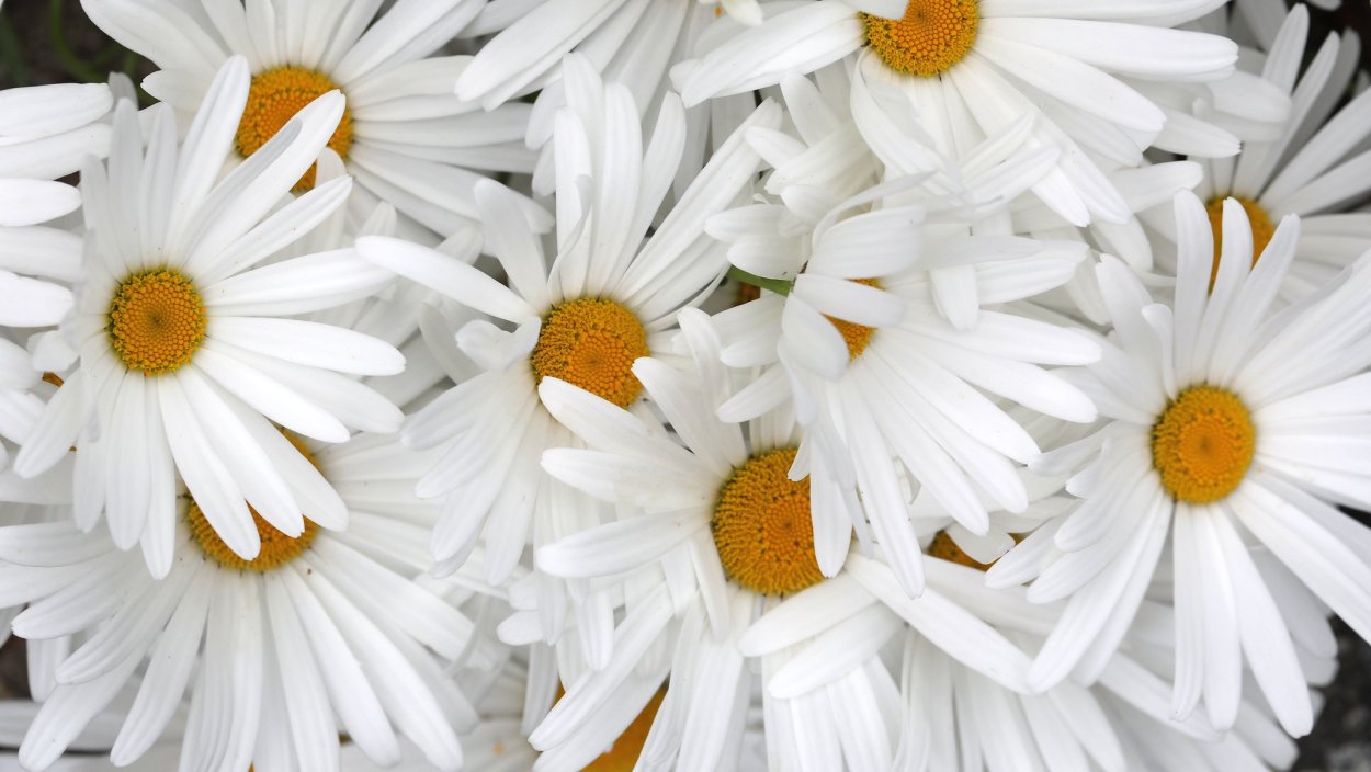 Стол Ромашка