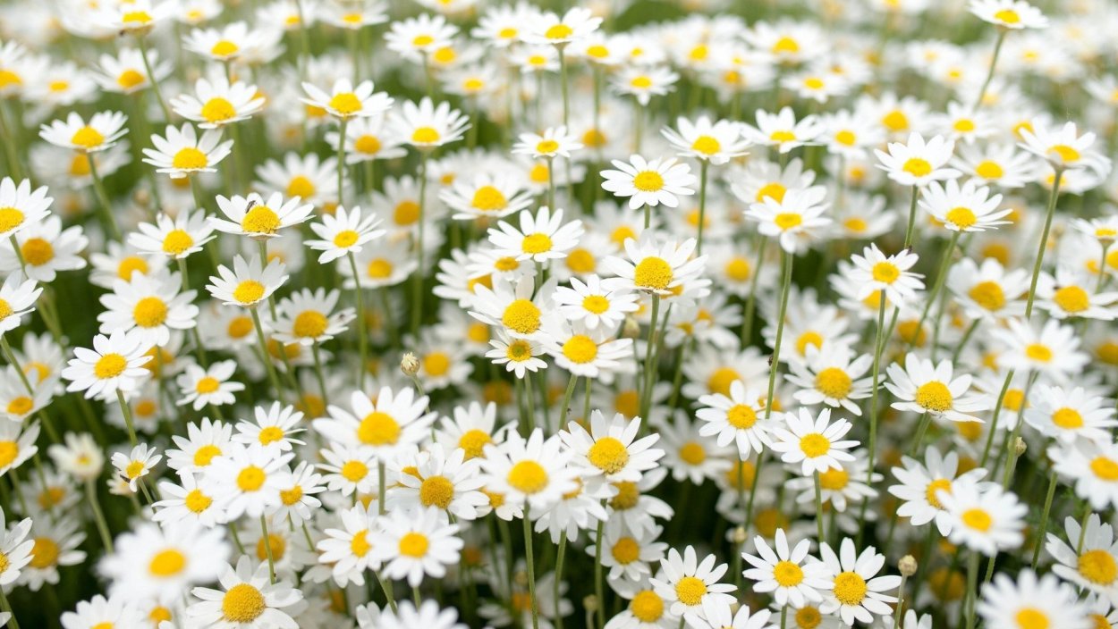 Ромашки HD