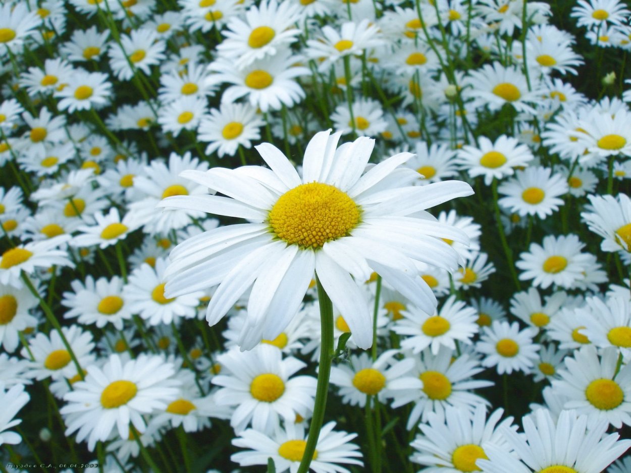 Ромашка гуль