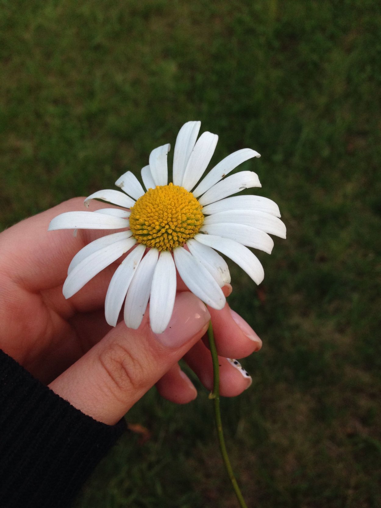 Ромашки цветы в руках