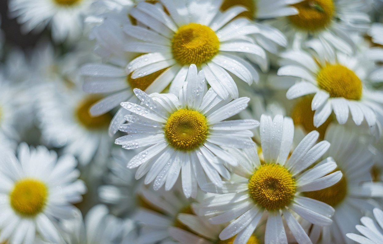 Красивые ромашки