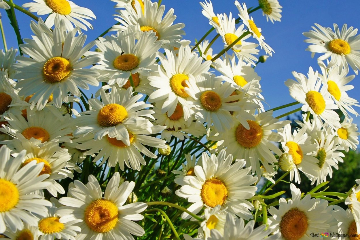 Ромашка цветы