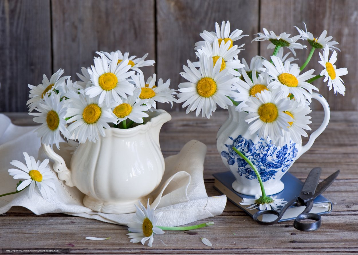 Красивые ромашки