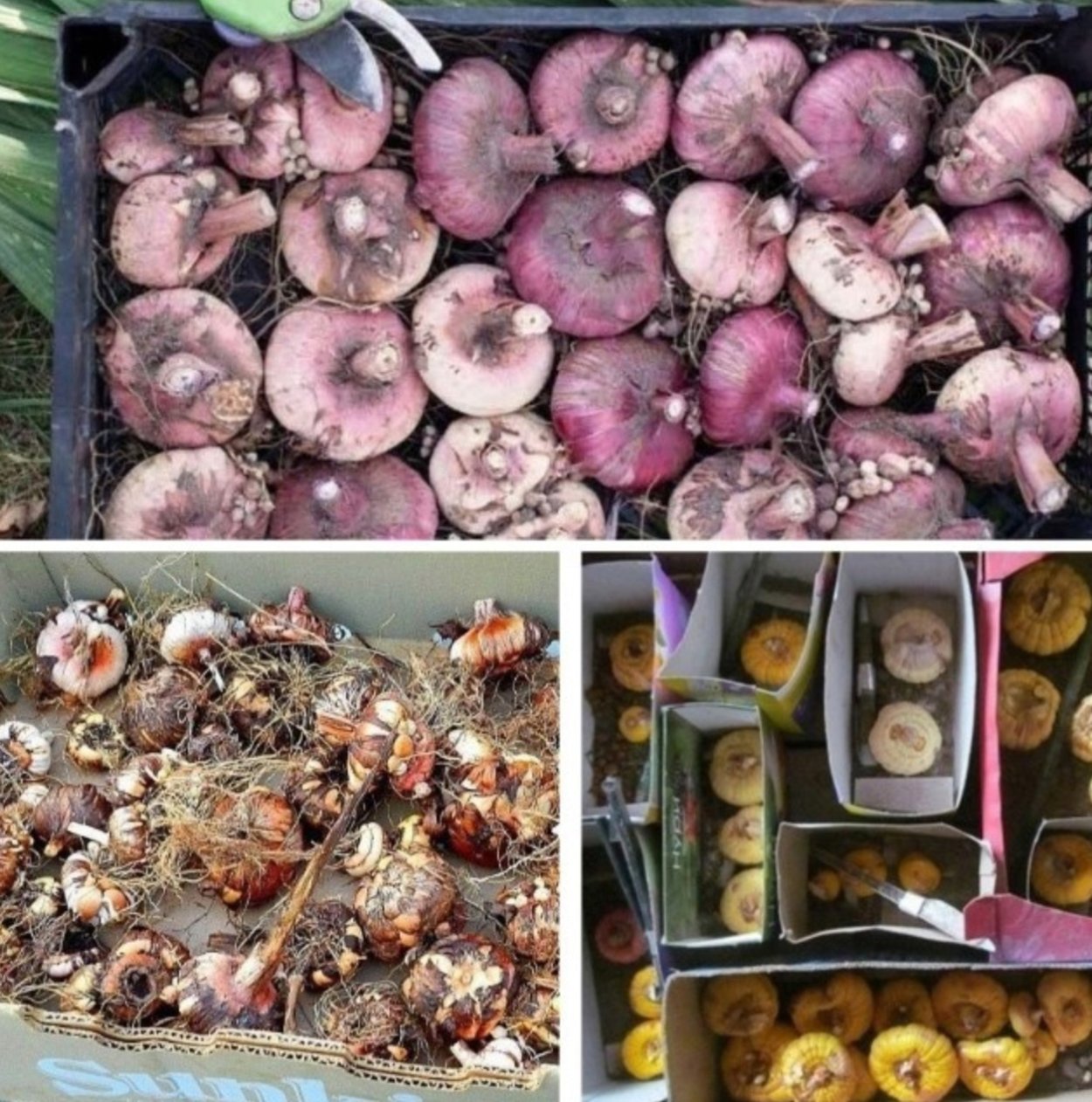 Луковицы гладиолусов