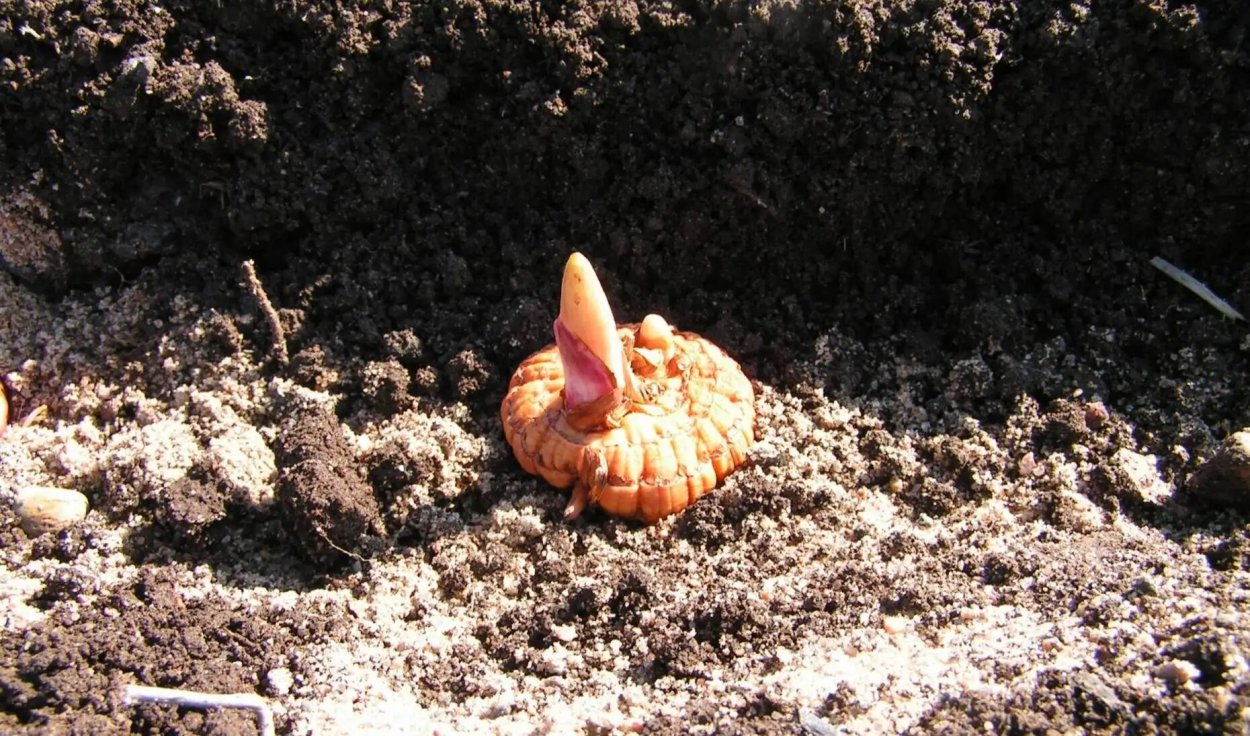 Гладиолусы посадка в открытый грунт весной