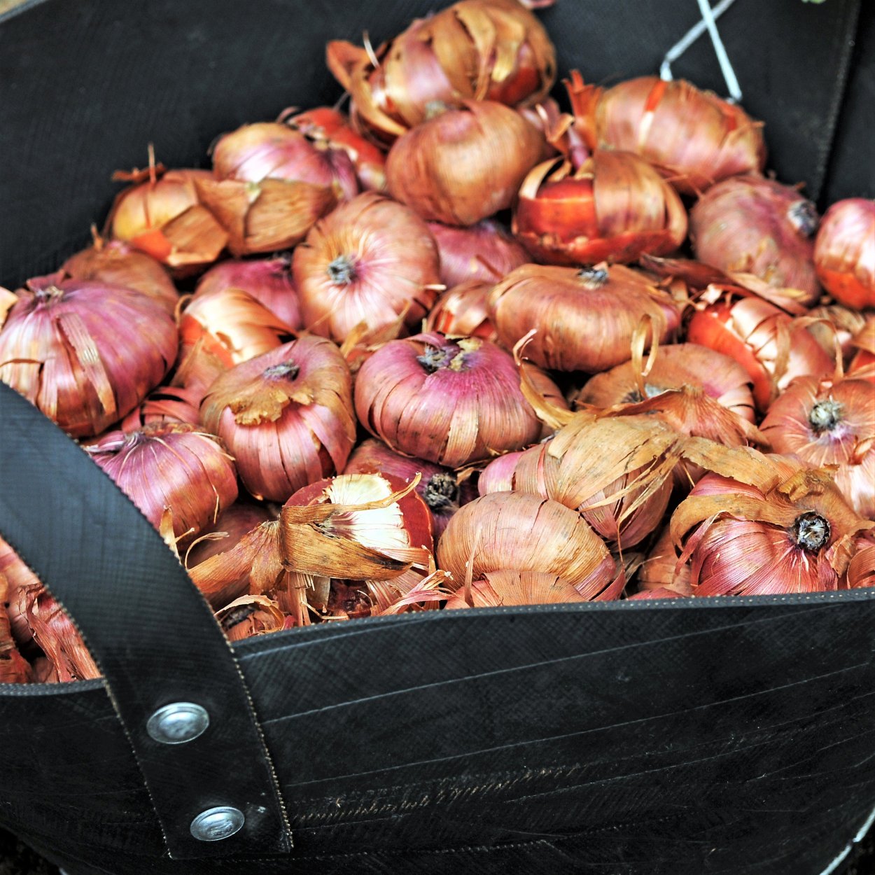 Клубни луковицы гладиолуса