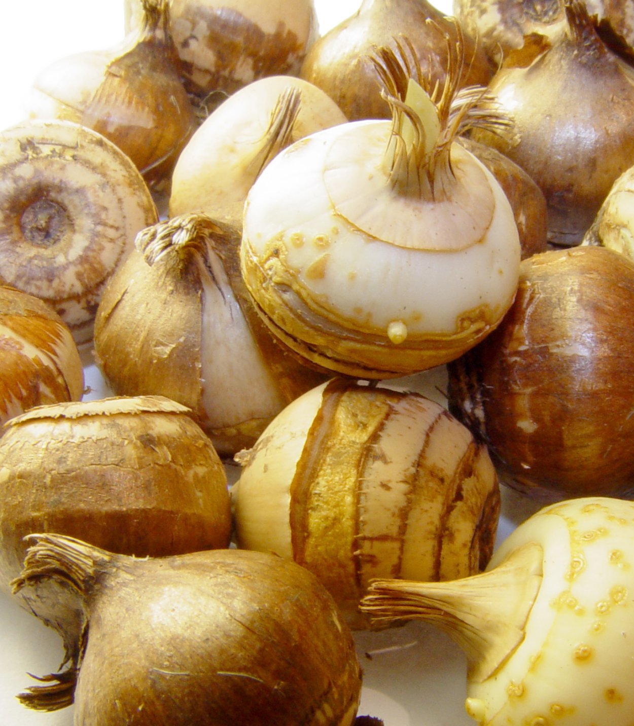 Шафран клубнелуковица