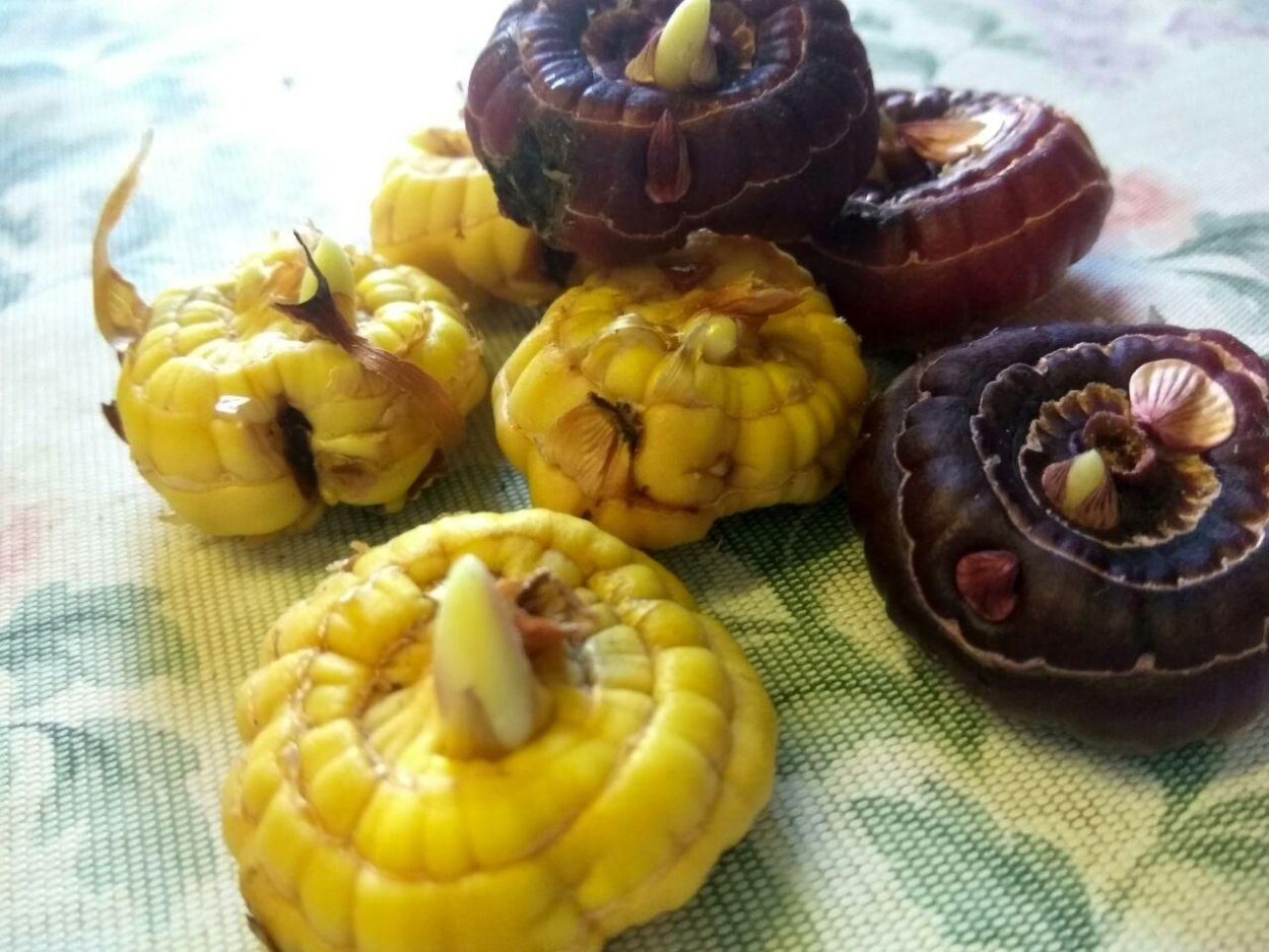 Луковицы гладиолусов в разрезе