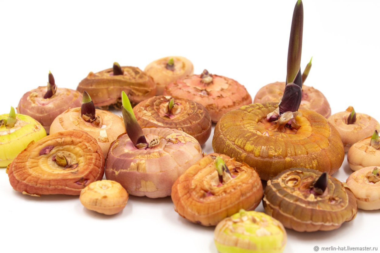 Трипсы на Луковицах гладиолусов