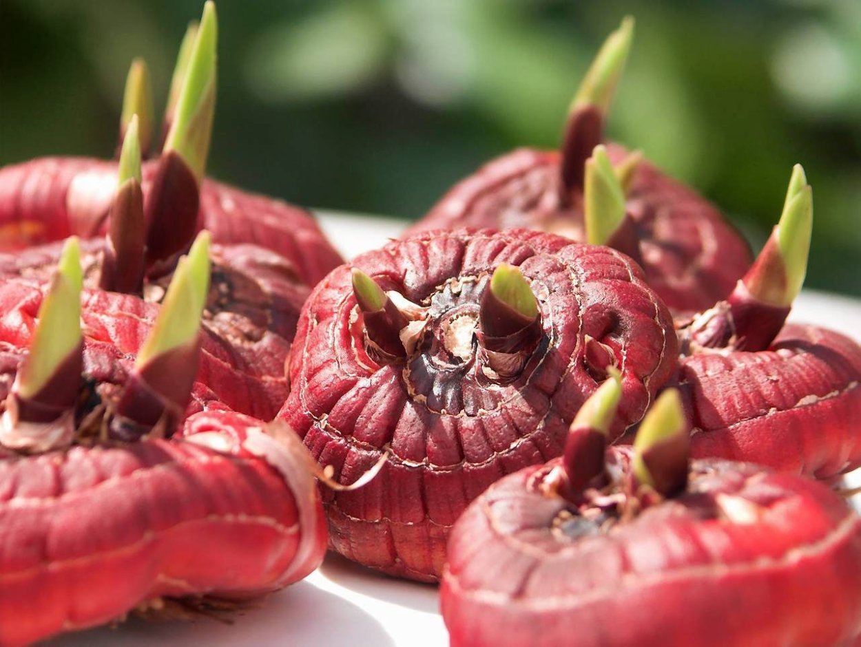 Клубнелуковица гладиолуса