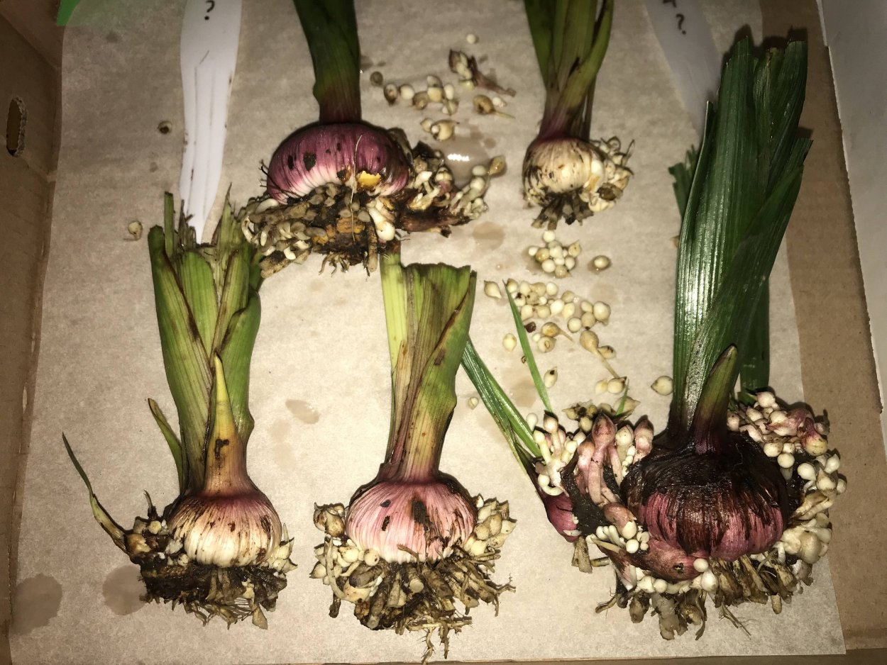 Луковица гладиолуса детки