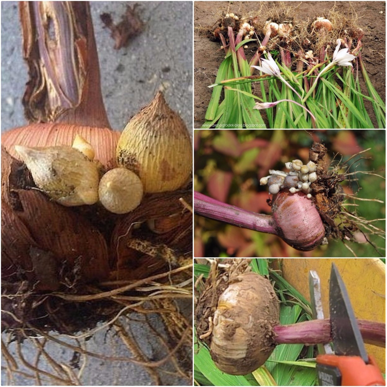 Когда выкапываби гладиолусы