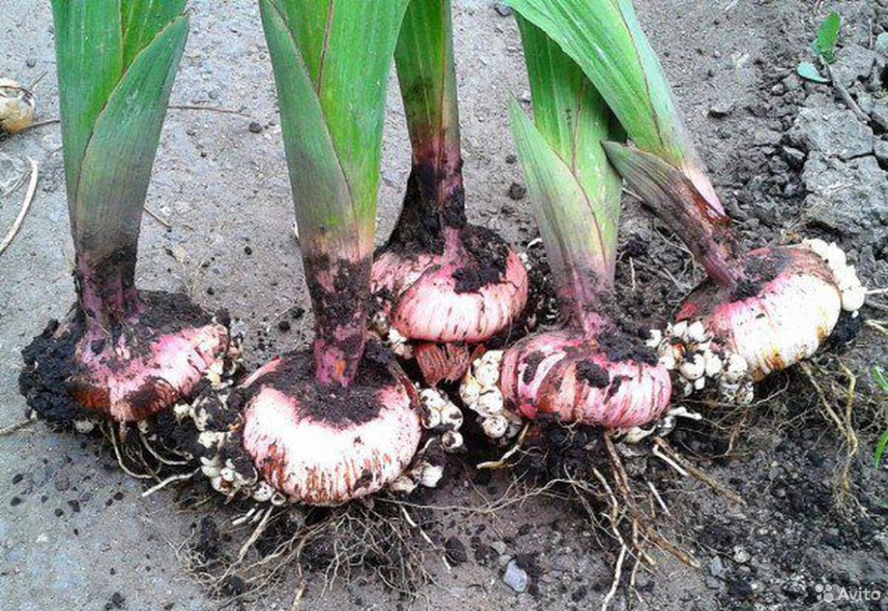 Ювенильные луковицы гладиолусов