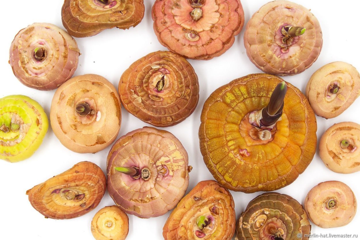 Луковицы гладиолусов