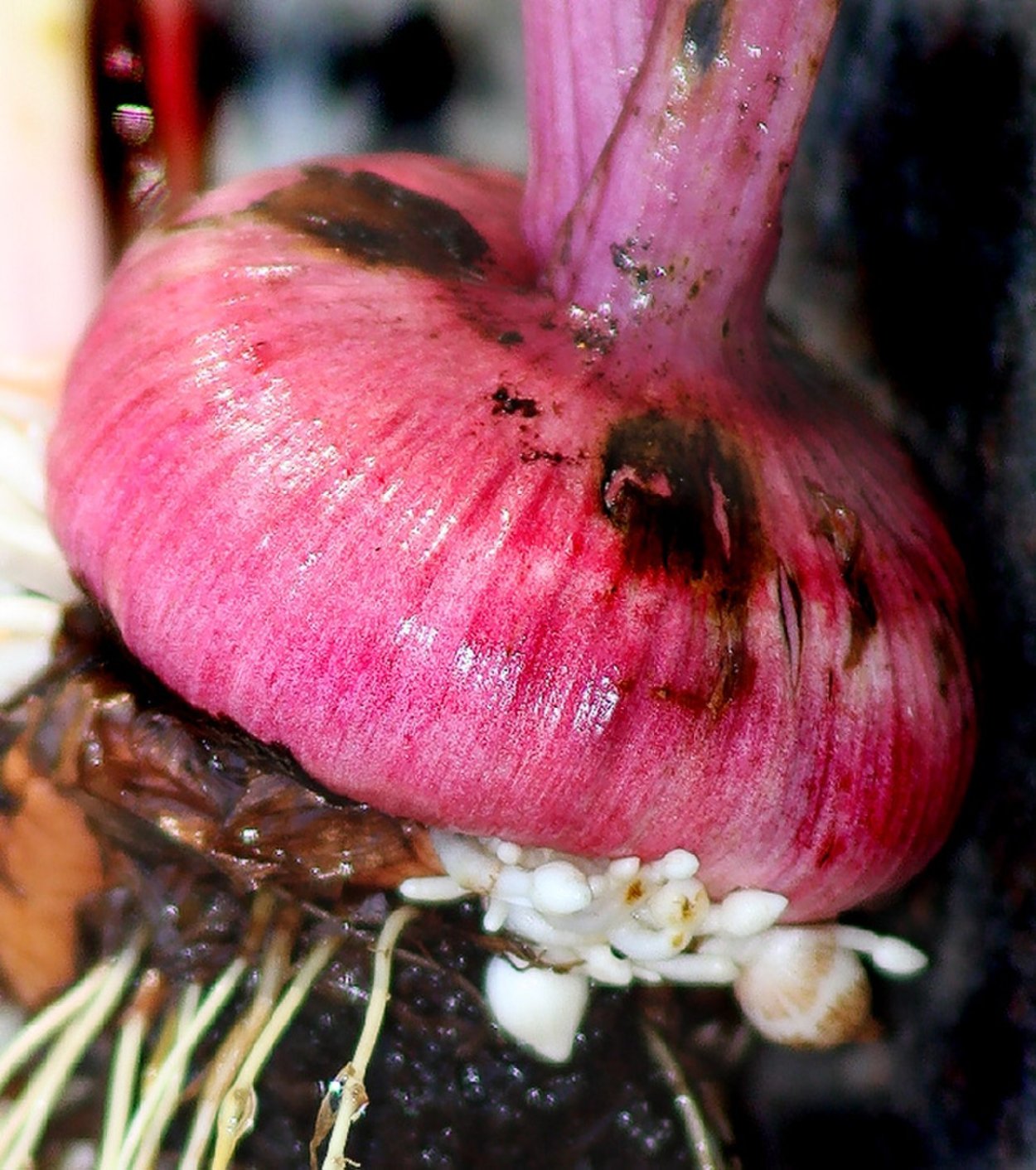 Иксиолирион клубнелуковица