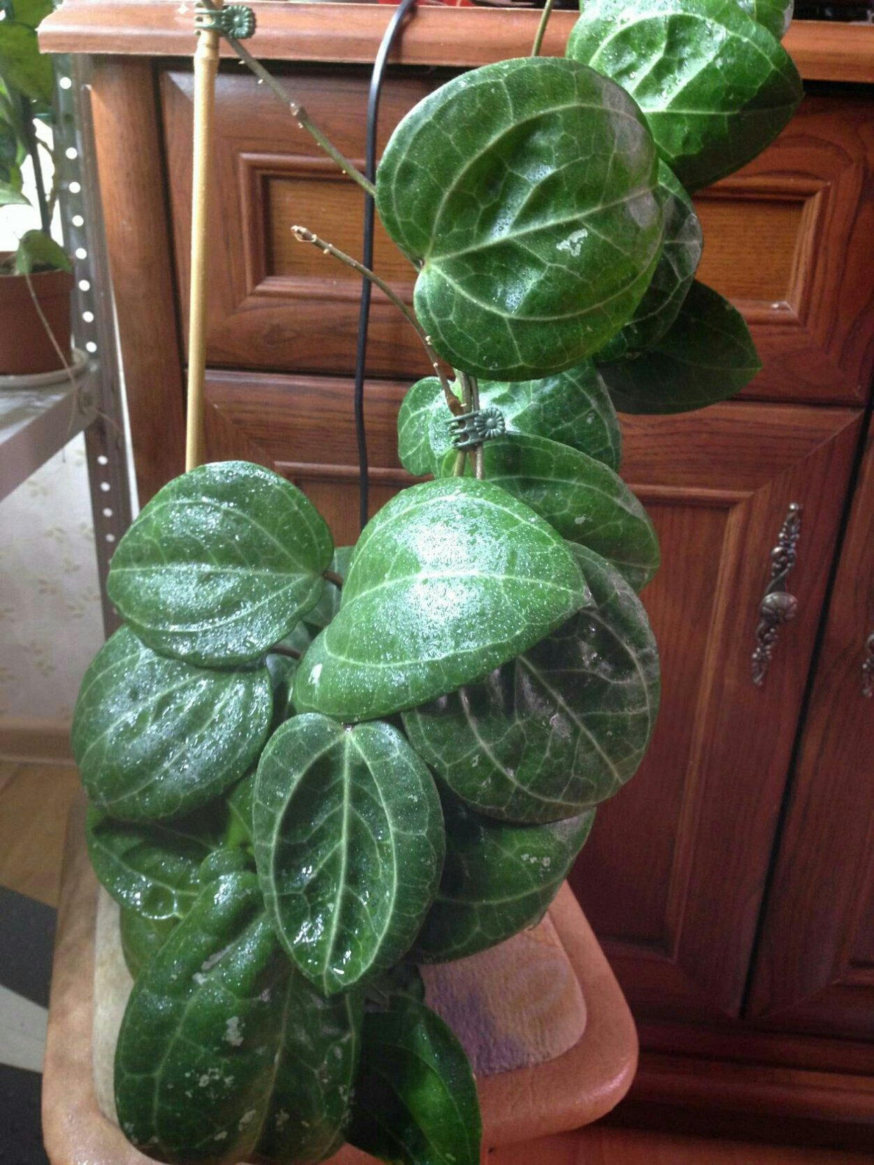 Хойя Саравак Еллоу