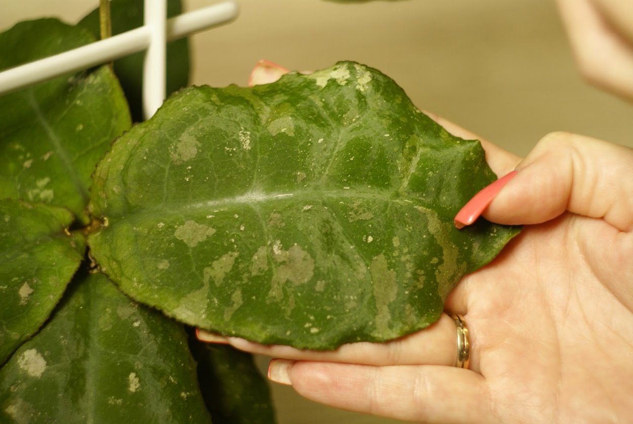 Хойя SP. Sarawak Cream