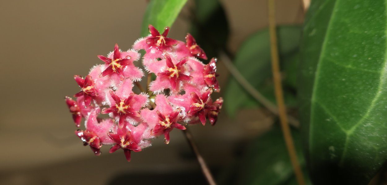 Хойя Эритростемма