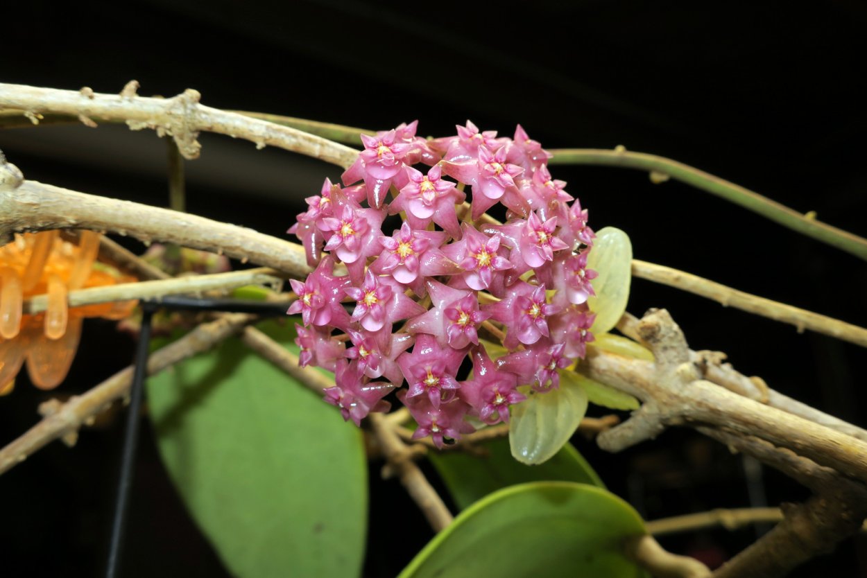 Хойя Sarawak Pink