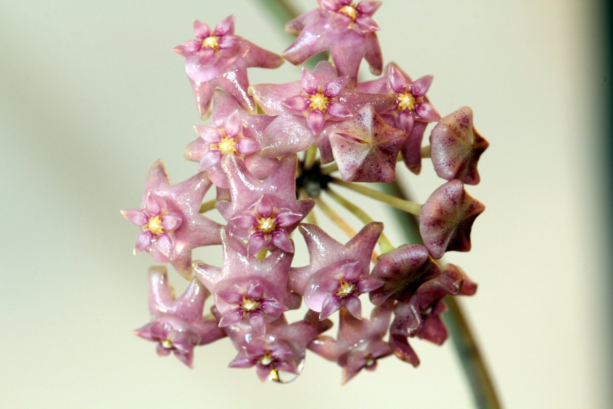 Хойя Sarawak Pink Flowers