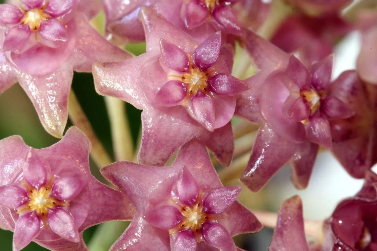 Хойя Sarawak Pink