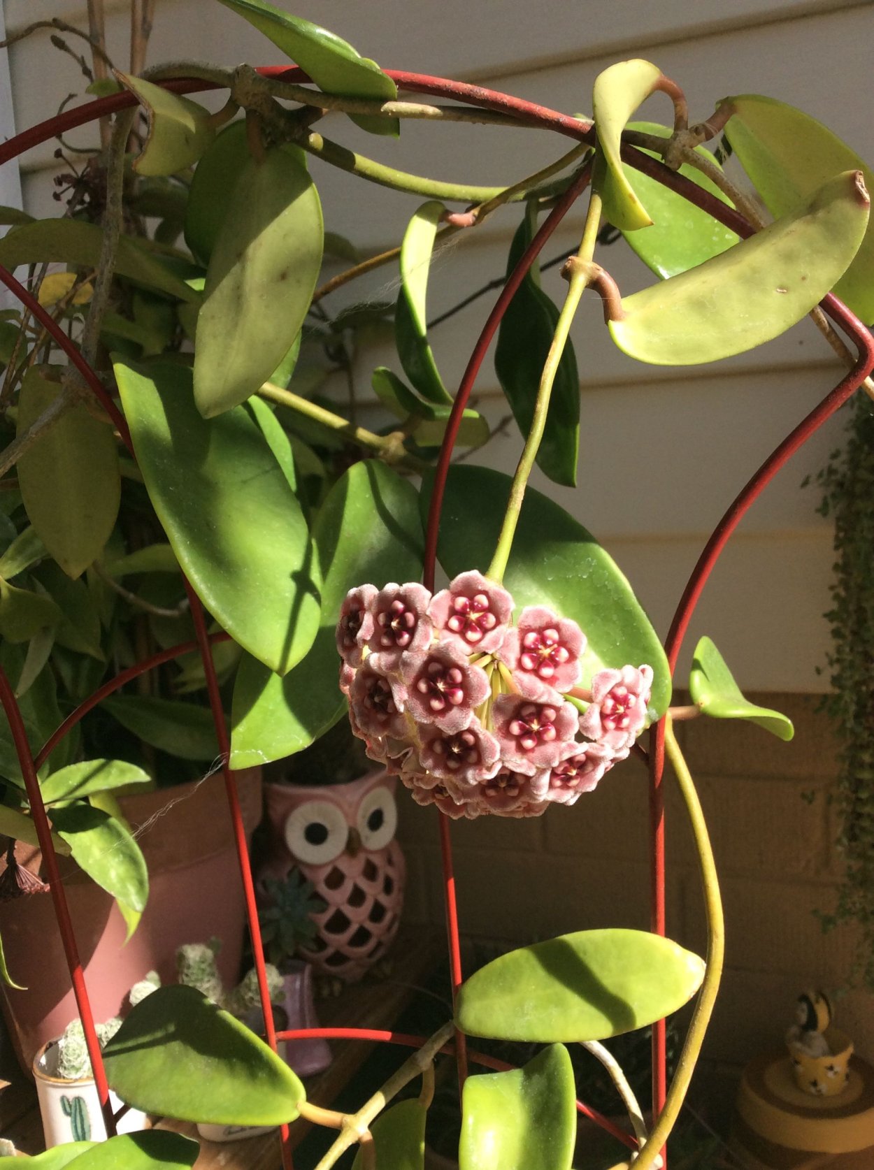 Хойя Саравак Хойя