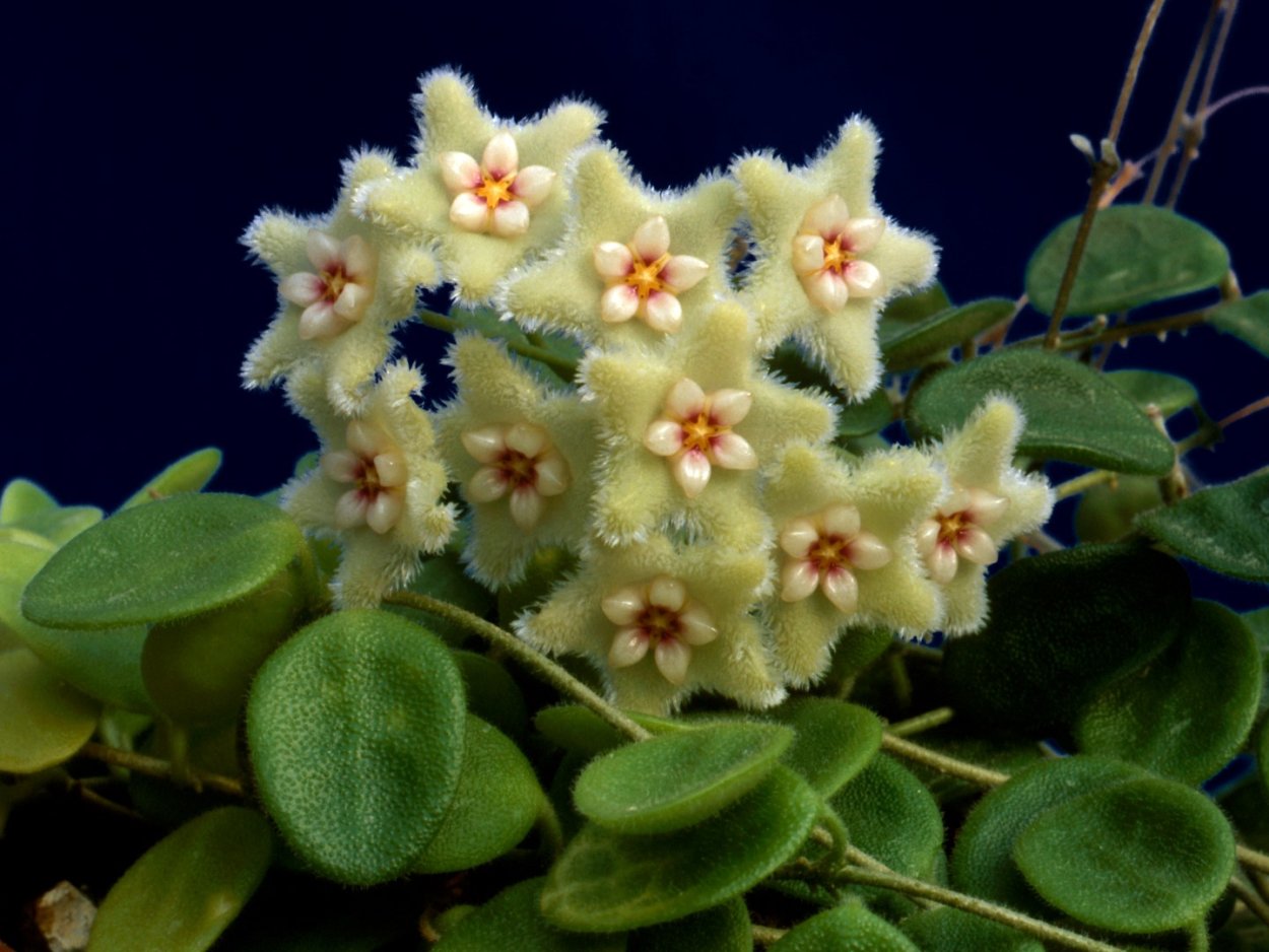 Хойя Серпенс Hoya Serpens