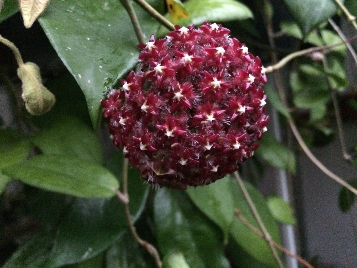 Хойя Elmeri Splash