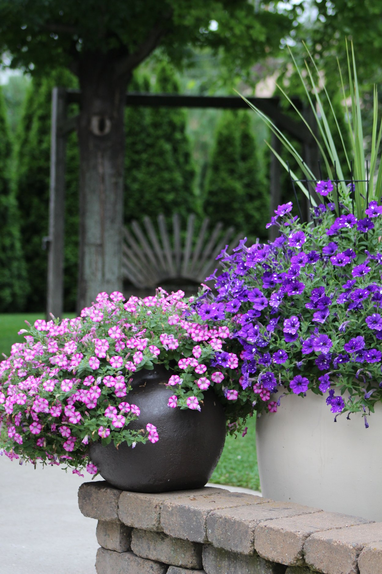 Вербена в кашпо на улице