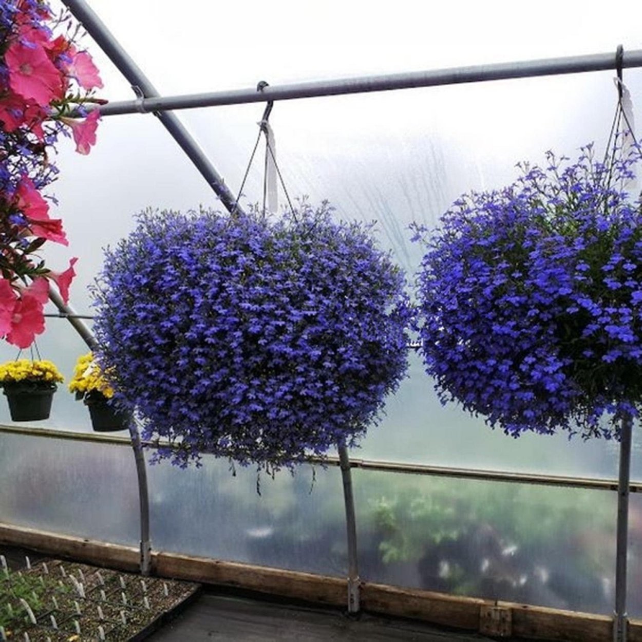 Петуния Лабулярия ампельная