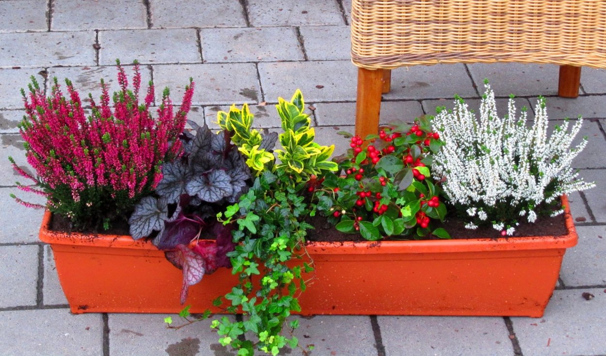 Ящик балконный Lobelia