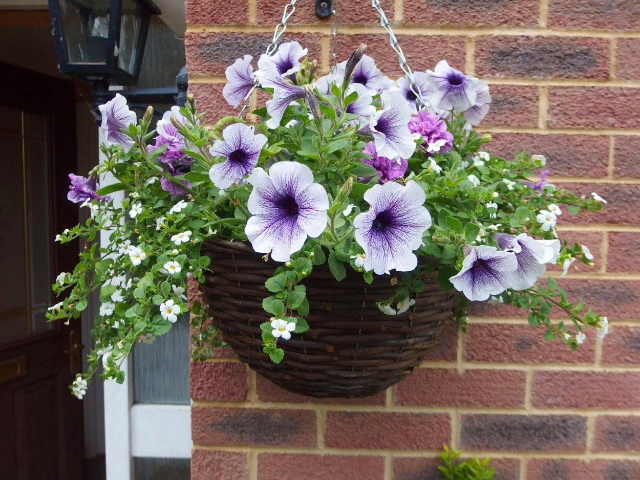 Лобелия петуния сурфиния