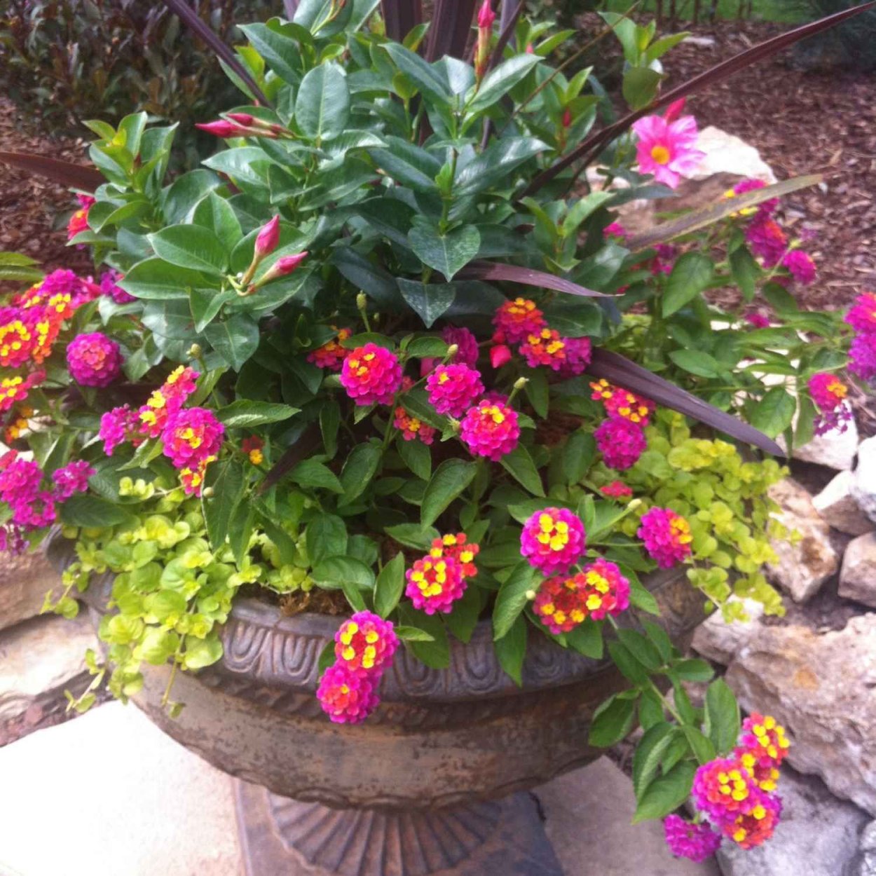 Борис Борисов клумба петунии