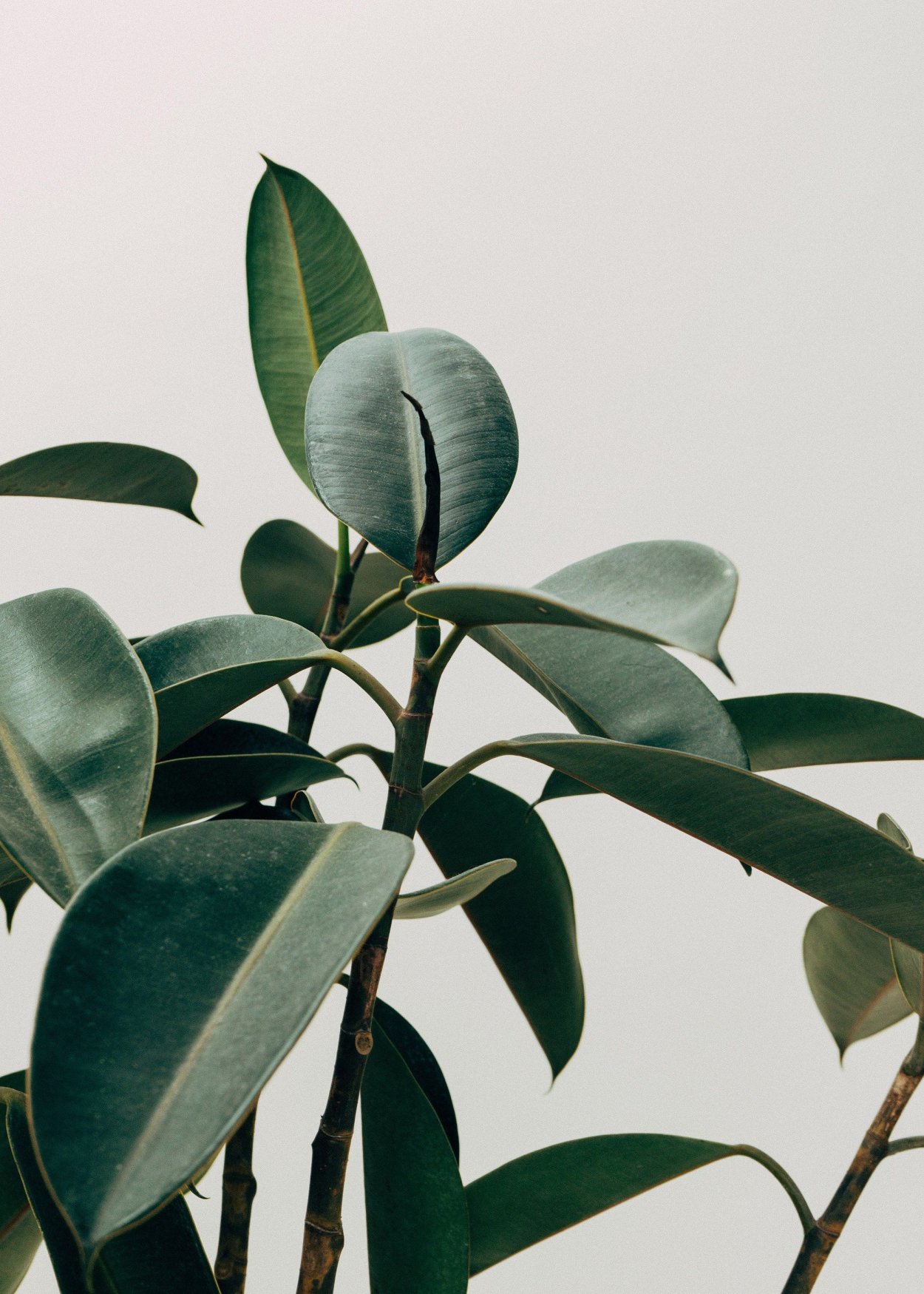 Каучуконосный фикус Одри