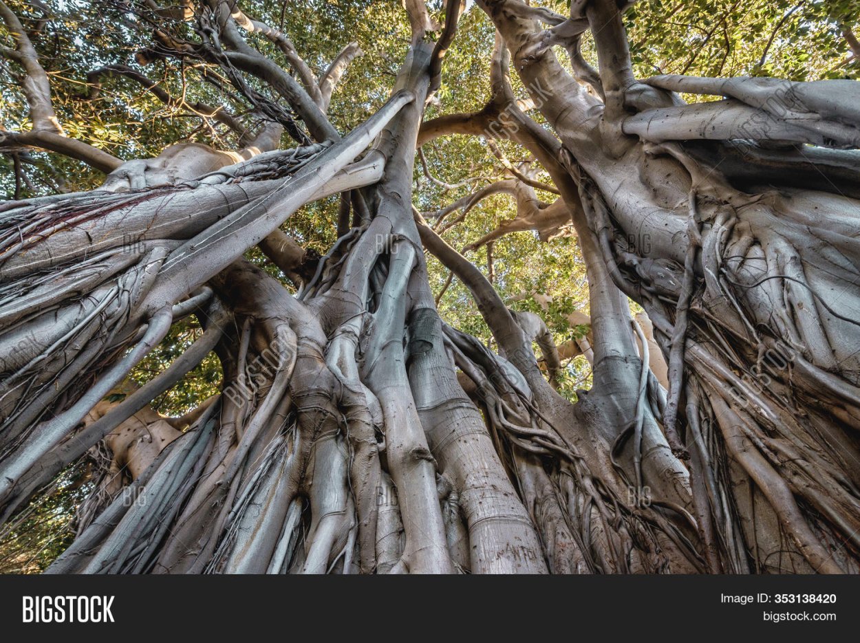 Баньян Палермо