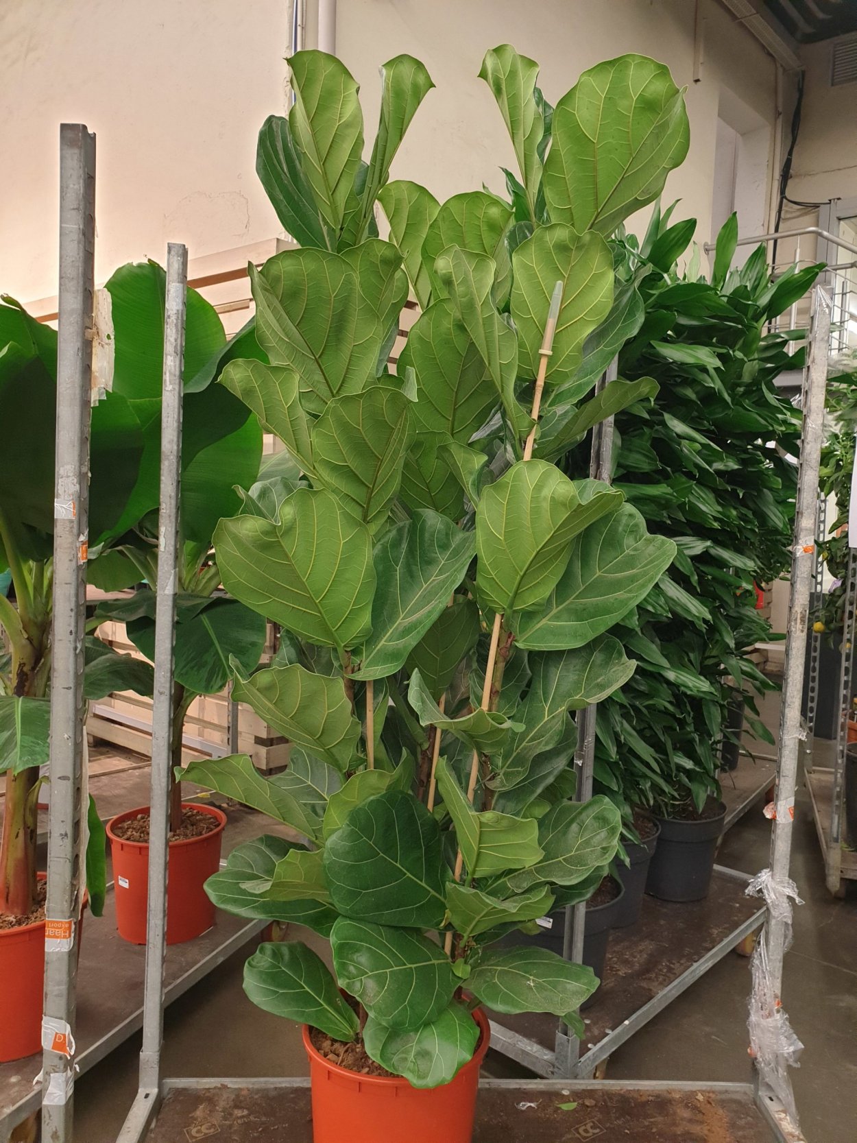 Фикус лирата 3 ствола