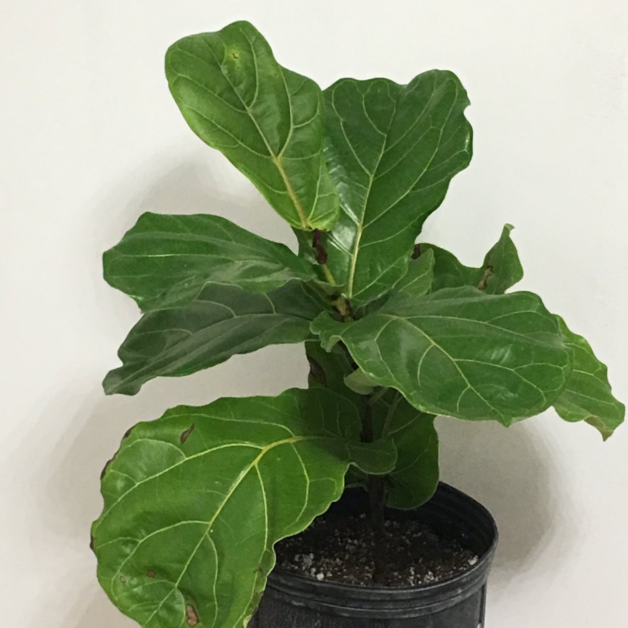 Фикус лировидный Андре