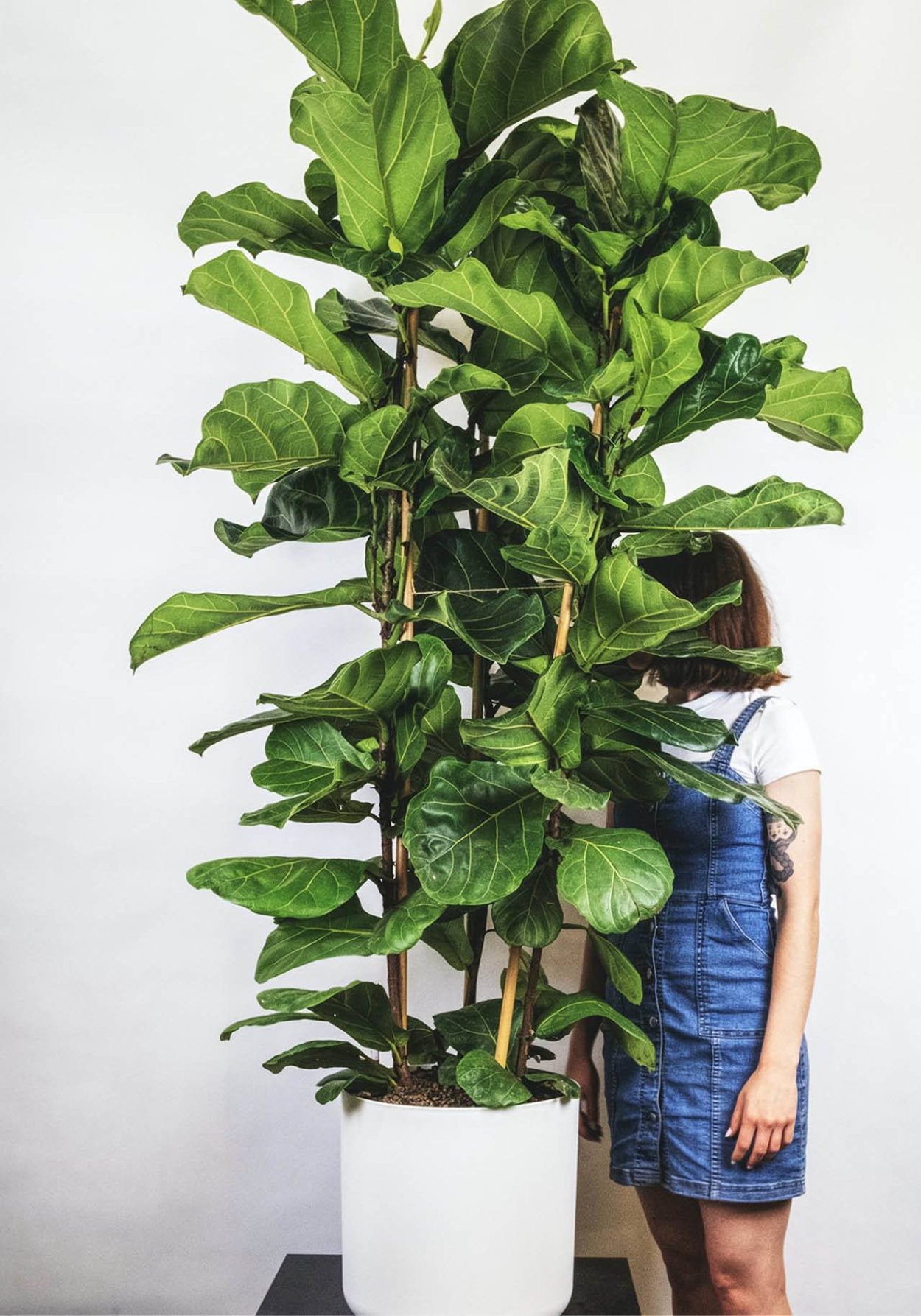 Фикус лирата Беби