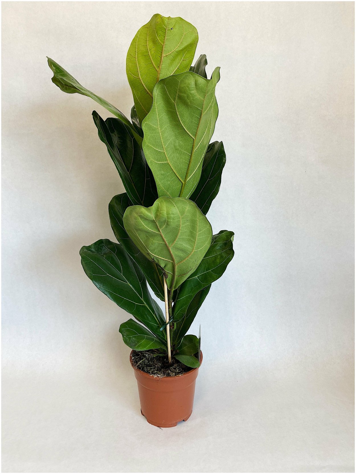 Фикус лирата Бамбино